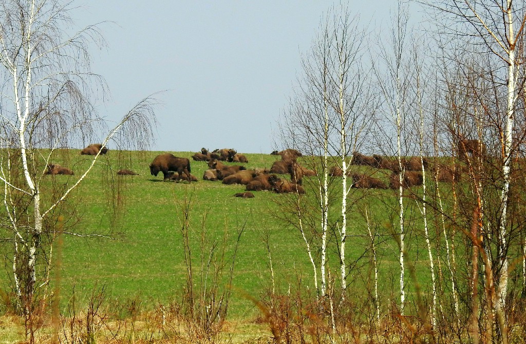 Nasze Podlasie